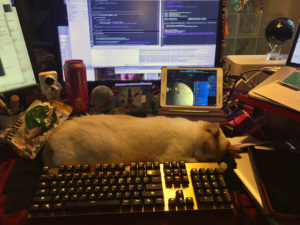 cat asleep on computer